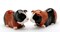 Hand Painted Ceramic Guinea Pig Salt & Pepper Shakers, Home Décor, Gift for Her, Gift for Mom, Kitchen Décor
